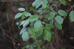Akebia trifoliata