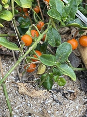 Solanum litoraneum