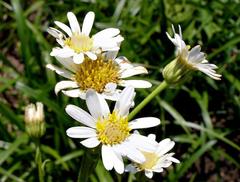 Adenanthellum osmitoides