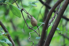 Akebia trifoliata