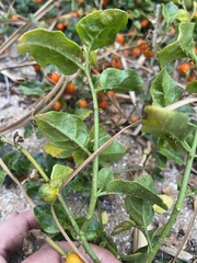 Solanum litoraneum