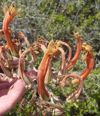 Tylecodon grandiflorus