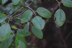 Akebia trifoliata