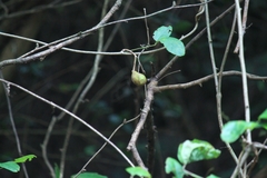 Akebia trifoliata