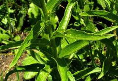 Adenanthellum osmitoides