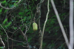 Akebia trifoliata