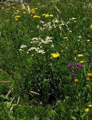 Adenanthellum osmitoides