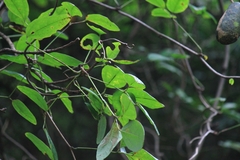 Akebia trifoliata