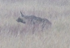 Hyaena hyaena