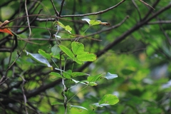 Akebia trifoliata