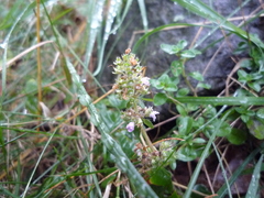 Thymus pulegioides pulegioides