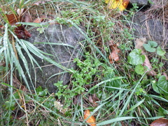 Thymus pulegioides pulegioides