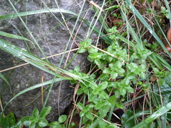 Thymus pulegioides pulegioides
