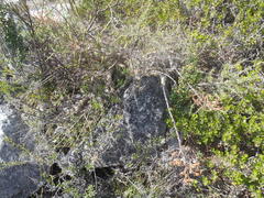 Tylecodon grandiflorus