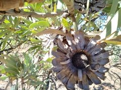 Protea caffra caffra