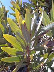 Protea caffra caffra