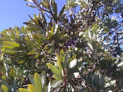 Protea caffra caffra