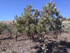 Protea caffra caffra