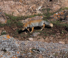 Vulpes ferrilata