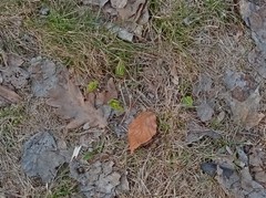 Gymnospermium odessanum