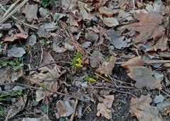 Gymnospermium odessanum