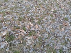 Gymnospermium odessanum