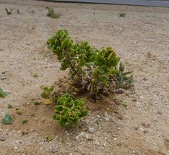 Tetragonia decumbens