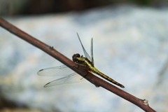 Orthetrum triangulare