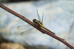 Orthetrum triangulare