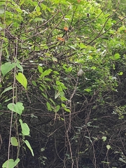 Akebia trifoliata
