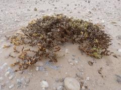 Tetragonia reduplicata