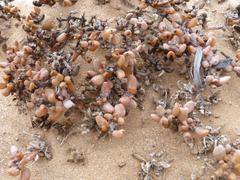 Tetragonia reduplicata