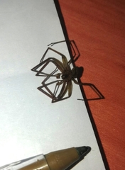 Loxosceles rufescens