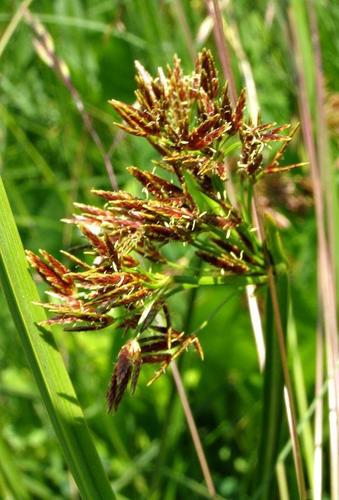 Cyperus denudatus image