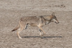 Canis lupus pallipes