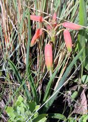 Aloe verecunda