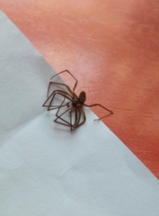 Loxosceles rufescens