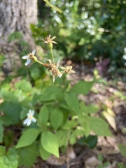 Doellingeria infirma