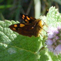 Metisella metis paris
