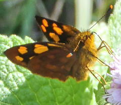 Metisella metis paris