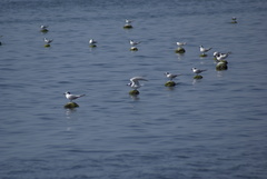 Thalasseus sandvicensis