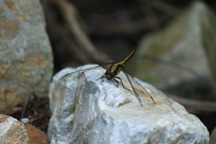 Orthetrum triangulare