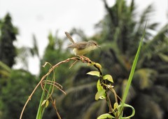 Prinia inornata