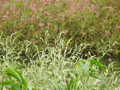 Persicaria barbata