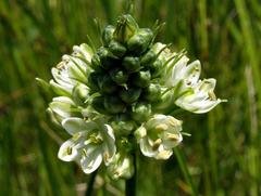 Albuca virens subsp. virens image