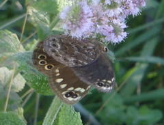 Dira clytus eurina
