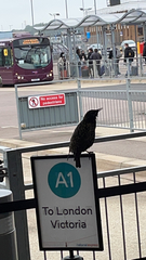 Sturnus vulgaris