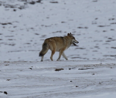 Canis lupus filchneri