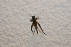 Loxoblemmus