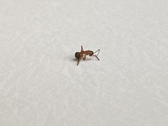 Camponotus floridanus